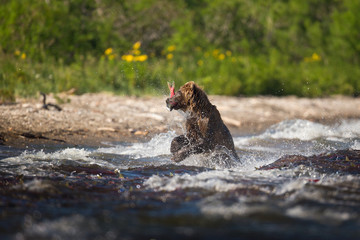 bear
