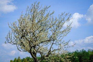 beauty of nature