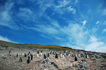 antarctica penguins