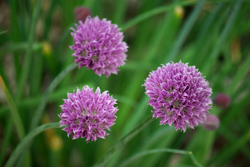 Obraz premium Ail fistuleux en fleurs au jardin au printemps