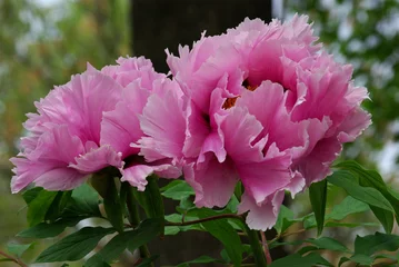 Papier peint photo Pivoines Pivoines roses au jardin au printemps  © JFBRUNEAU