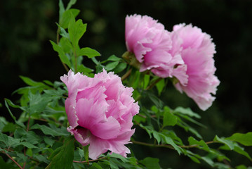 Pivoines roses au jardin au printemps