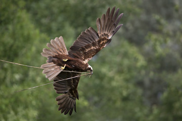 animal