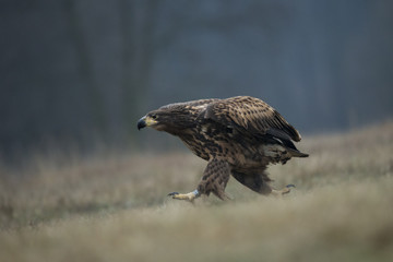 animal