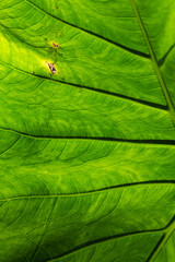 abstract natural green leaf texture background.