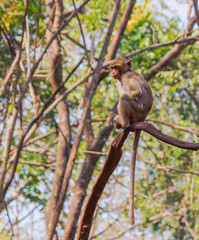 Little monkey on the tree.JPG