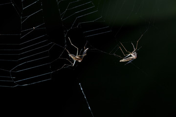 Mosquito in the spider net
