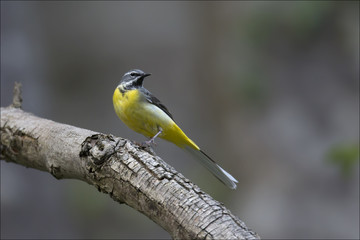 animal