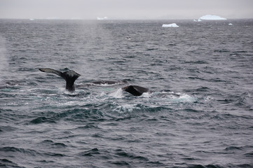 antarctica whales