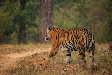 Fototapeta premium Bengal tiger