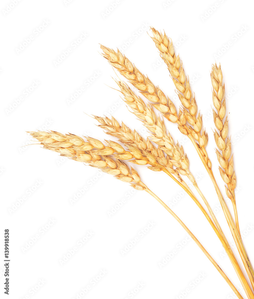 Poster ripe wheat