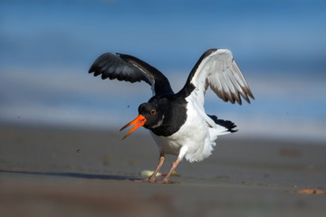 animal