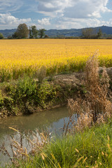 irrigation canal and rice field