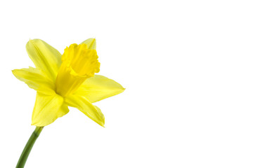 beautiful daffodil flower isolated on white background