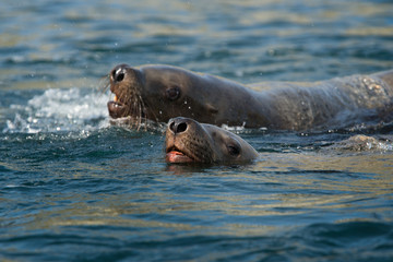 Fototapeta premium animal