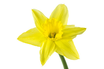 beautiful daffodil flower isolated on white background