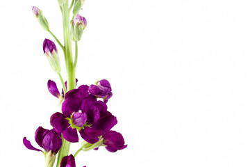 Fototapeta premium beautiful matthiola flower isolated on white background