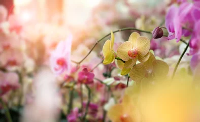 Gordijnen orchid © feelartfeelant