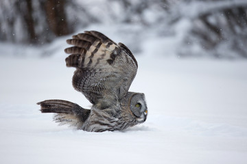 animal
