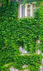 Windows covered with ivy
