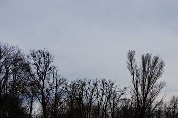 Nistende Vögel in den blattlosen Bäumen an einem kalten Winterabend kurz vor Sonnenuntergang