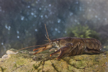 animal