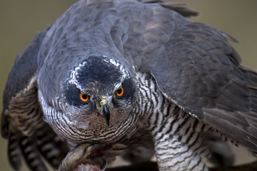 animal