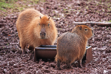 Capybaras