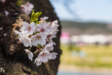 banqute of sakura blooming on the tree