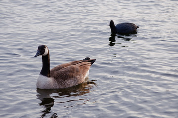 Kanadagans (Branta canadensis) auf einem Fluss kurz vor Sonnenuntergang
