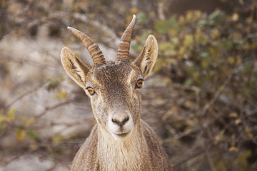 capra pyrenaica