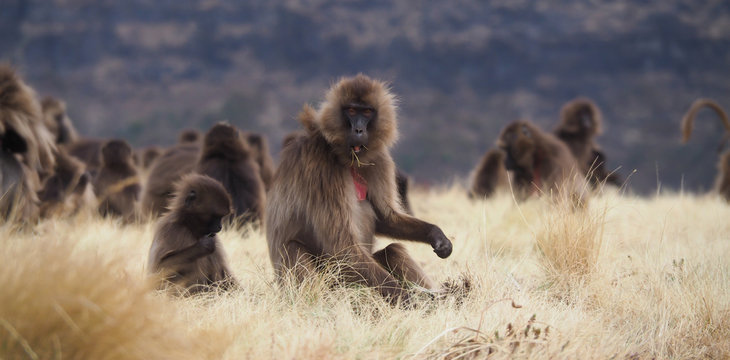 group of feeding Gelada baboons, Theropithecus gelada, in Ethiopia