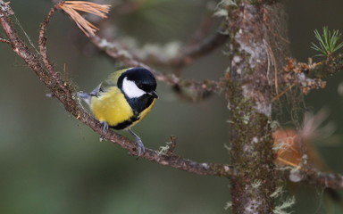 animal