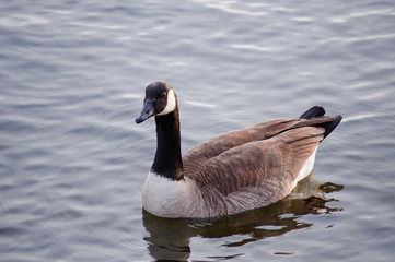 Kanadagans (Branta canadensis) auf einem Fluss kurz vor Sonnenuntergang
