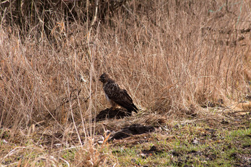 Turmfalke sitzt im Gestrüpp auf einen Erdhaufen, Neu Wulmstorfer Moor
Kestrel sits in the undergrowth on a mound, New Wulmstorfer swamp