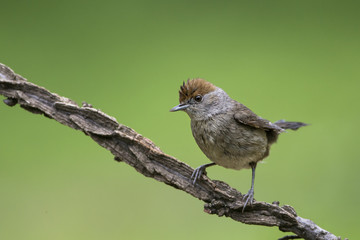 animal