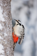 animal