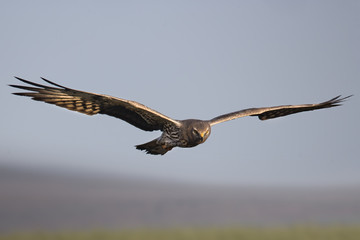 animal