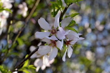 Details of almond tree flowers and green leaves