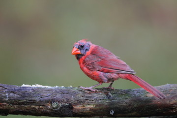 animal