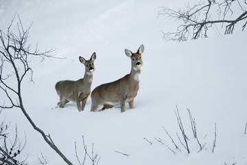 Fototapeta premium animal