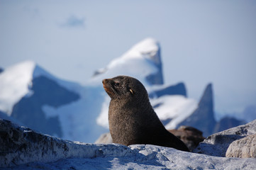 fur seal antarctica © Martin
