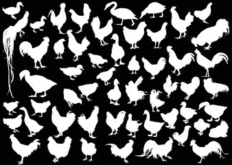 huge collection of white farm bird silhouettes