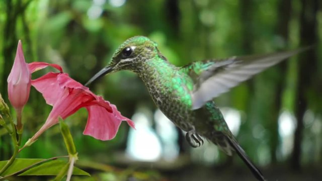 hummingbird feeding from flower slow motion