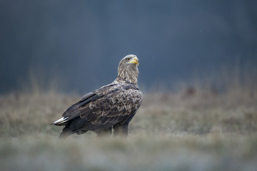animal