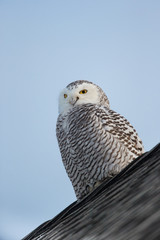 animal