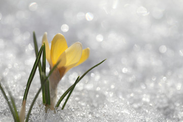 Crocus under the snow - the first spring flowers. Background for the Easter greeting card.