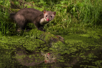 animal