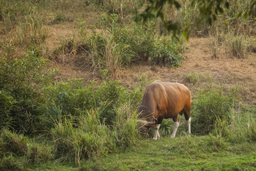 banteng in wildlife