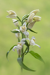 orchid